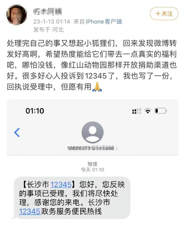 长沙生态动物园北极狐指甲过长影响走路？回应来了