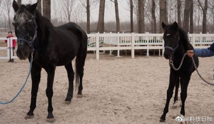 中国首匹登记克隆温血马半岁了