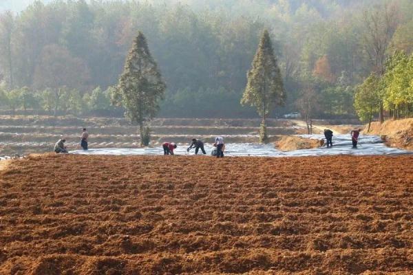 贵州印江:7.3万亩马铃薯开始下种 贵州印江:7.3万亩马铃薯开始下种