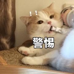 春运购票，小心这些套路！