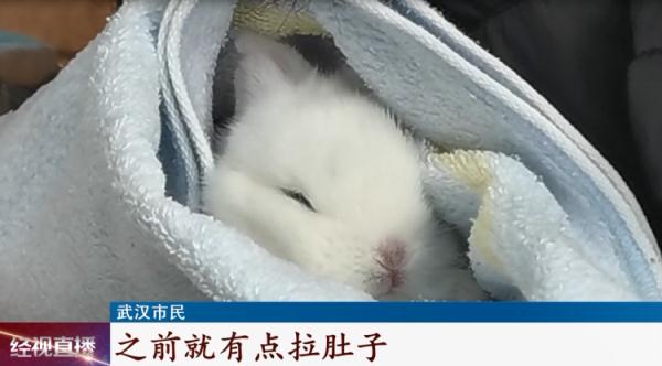 这种宠物今年火了！专家提醒：这种喂法并不对