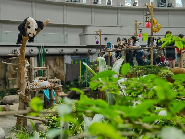 马来西亚国家动物园为大熊猫“谊谊”庆祝5岁生日