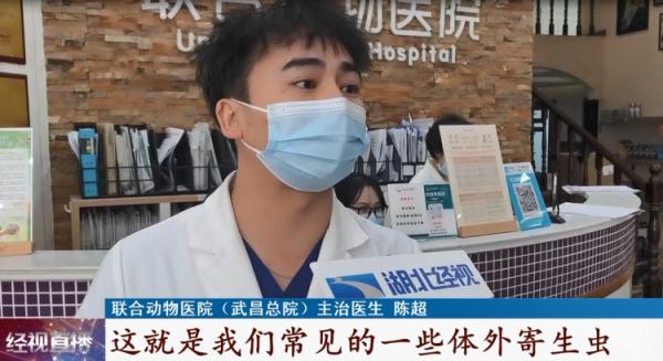 这种宠物今年火了！专家提醒：这种喂法并不对