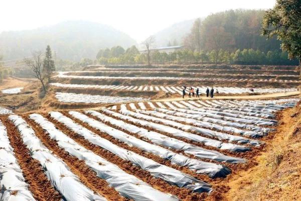 贵州印江:7.3万亩马铃薯开始下种 贵州印江:7.3万亩马铃薯开始下种