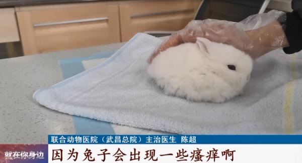 这种宠物今年火了！专家提醒：这种喂法并不对