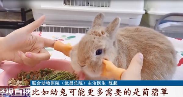 这种宠物今年火了！专家提醒：这种喂法并不对