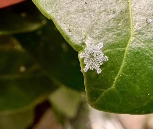 上海2023年的第一场雪，从“头皮屑”下成了“棉花糖”，你被雪景刷屏了吗？