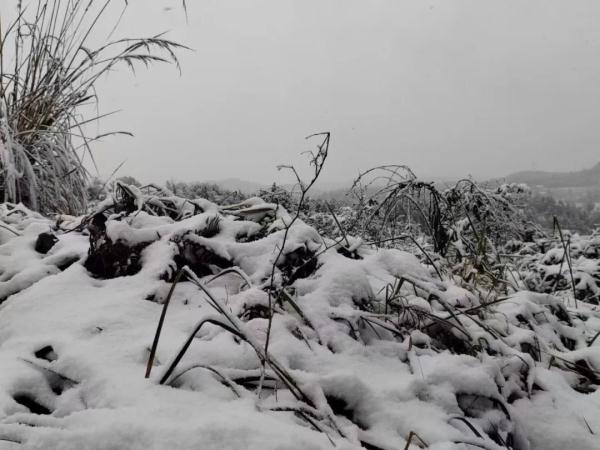 下雪啦！四川多地加入下雪群聊，你那下了没？