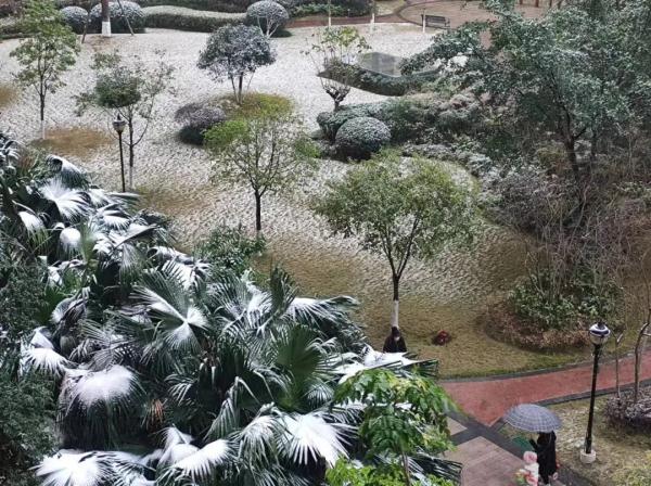 下雪啦！四川多地加入下雪群聊，你那下了没？