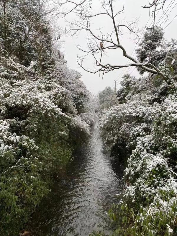 下雪啦！四川多地加入下雪群聊，你那下了没？