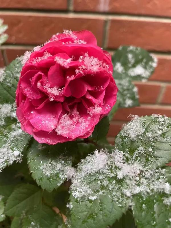 上海2023年的第一场雪，从“头皮屑”下成了“棉花糖”，你被雪景刷屏了吗？