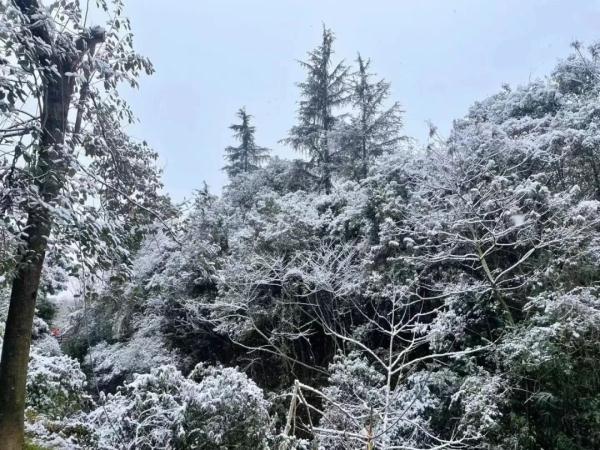 下雪啦！四川多地加入下雪群聊，你那下了没？