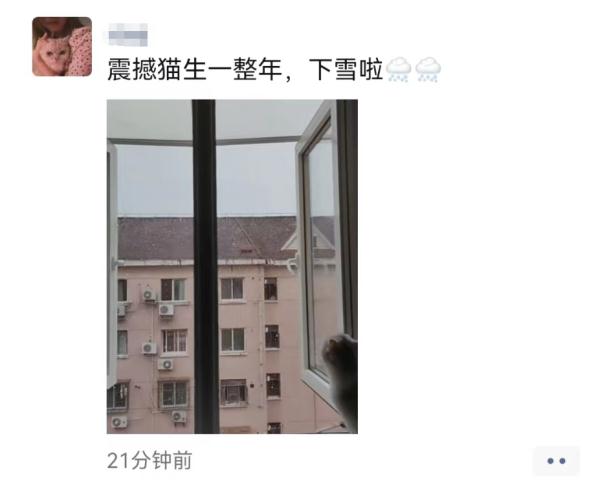上海2023年的第一场雪，从“头皮屑”下成了“棉花糖”，你被雪景刷屏了吗？