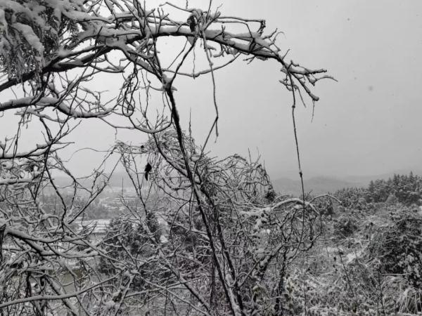 下雪啦！四川多地加入下雪群聊，你那下了没？