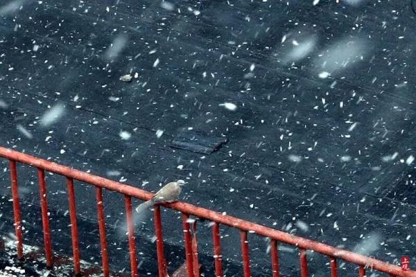 今天好大雪!上海网友表示:“相当满足,远超预期”,但什么时候可以堆雪人呀? 今天好大雪!上海网友表示:“相当满足,远超预期”,但什么时候可以堆雪人呀?