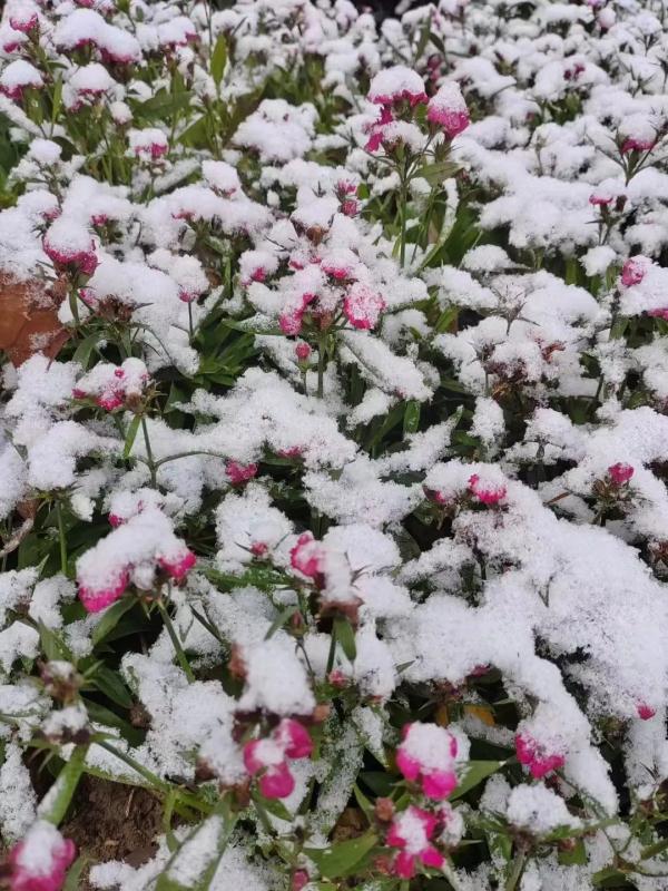 下雪了！荆州的雪景真美