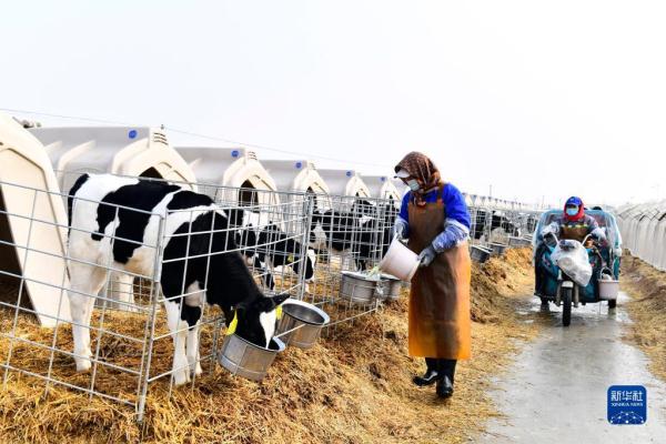 新春走基层丨山东岚山：依托乳产业构建乡村振兴共同体