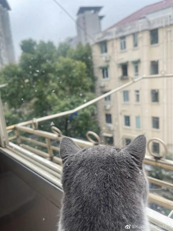 上海2023年的第一场雪，从“头皮屑”下成了“棉花糖”，你被雪景刷屏了吗？