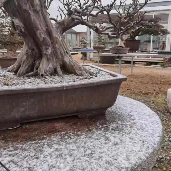 上海迎2023年第一场雪！“认真的雪”后，寒潮会进一步展示实力吗？