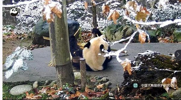 下雪啦！四川多地加入下雪群聊，你那下了没？