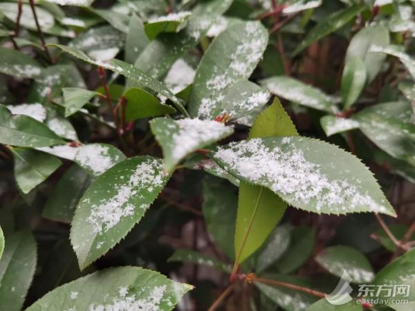 上海迎2023年第一场雪！“认真的雪”后，寒潮会进一步展示实力吗？