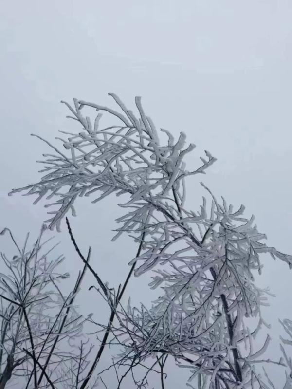 重庆雪景美图来袭！请查收～