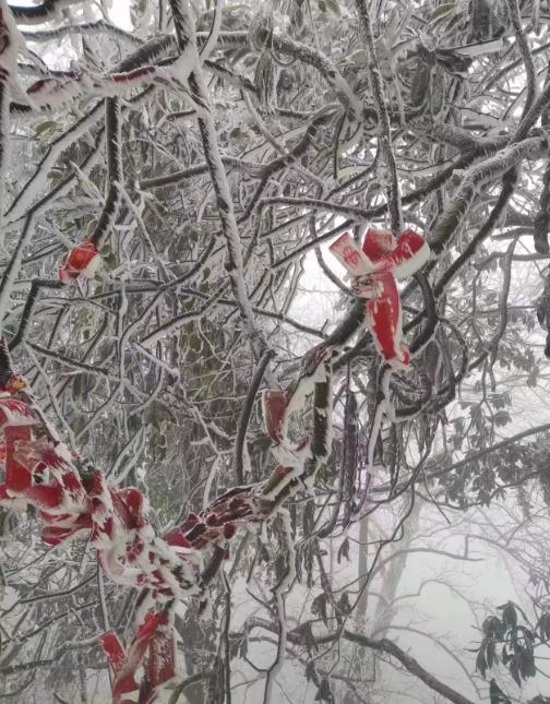 重庆雪景美图来袭！请查收～