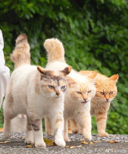 七岁草原牧羊猫超霸气