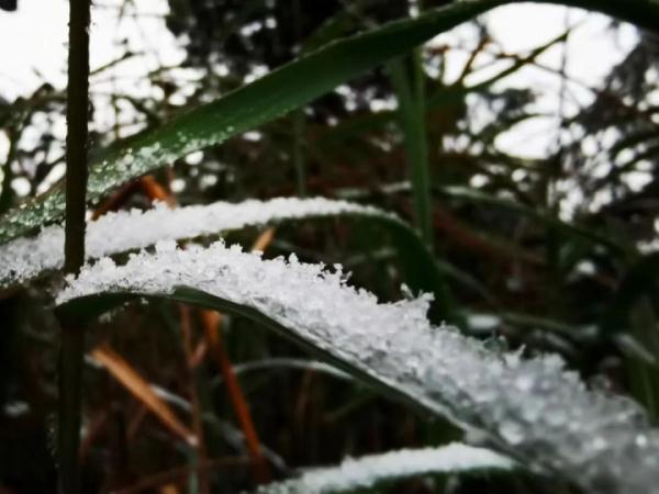 重庆雪景美图来袭！请查收～