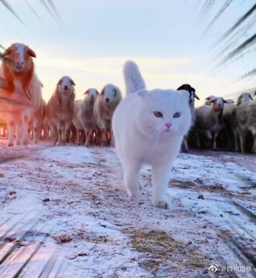 七岁草原牧羊猫超霸气