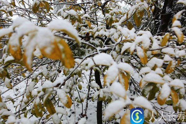 重庆雪景美图来袭！请查收～