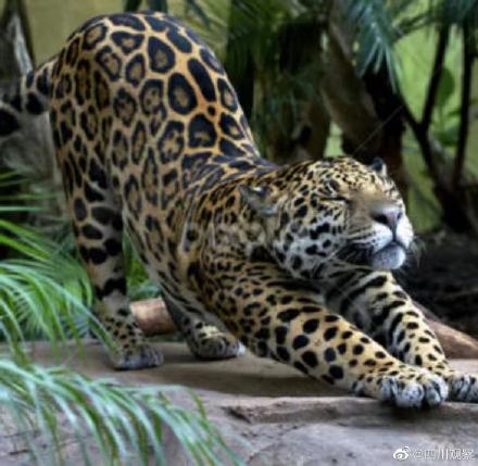 七岁草原牧羊猫超霸气