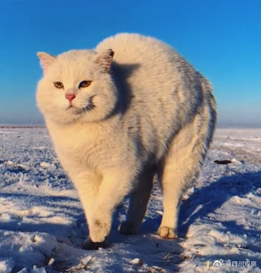 七岁草原牧羊猫超霸气