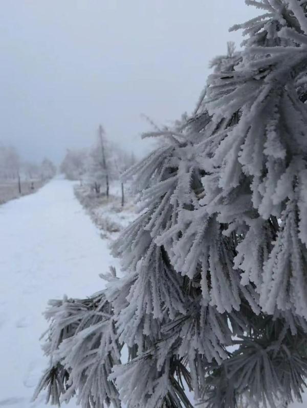 重庆雪景美图来袭！请查收～