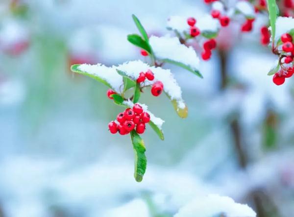 重庆雪景美图来袭！请查收～