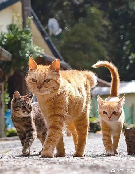 七岁草原牧羊猫超霸气