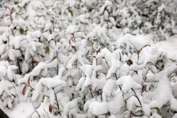 重庆雪景美图来袭！请查收～