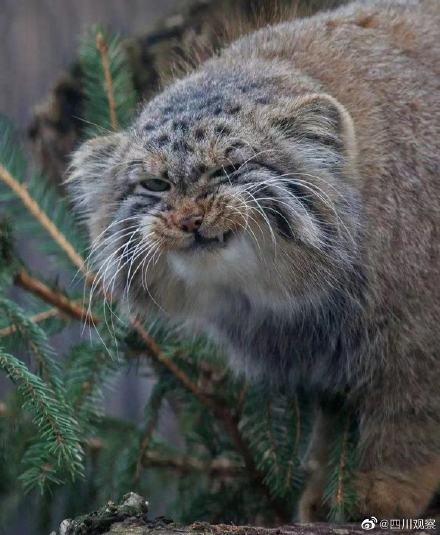 七岁草原牧羊猫超霸气