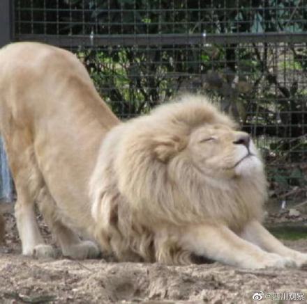 七岁草原牧羊猫超霸气