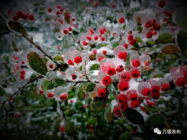 重庆雪景美图来袭！请查收～
