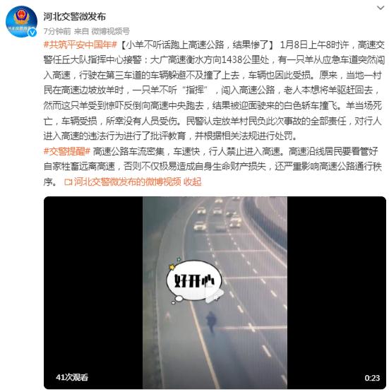 小羊不听话跑上高速公路,结果惨了 小羊不听话跑上高速公路,结果惨了