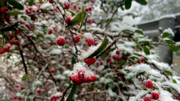 重庆雪景美图来袭！请查收～