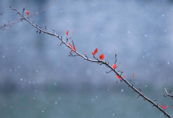 重庆雪景美图来袭！请查收～