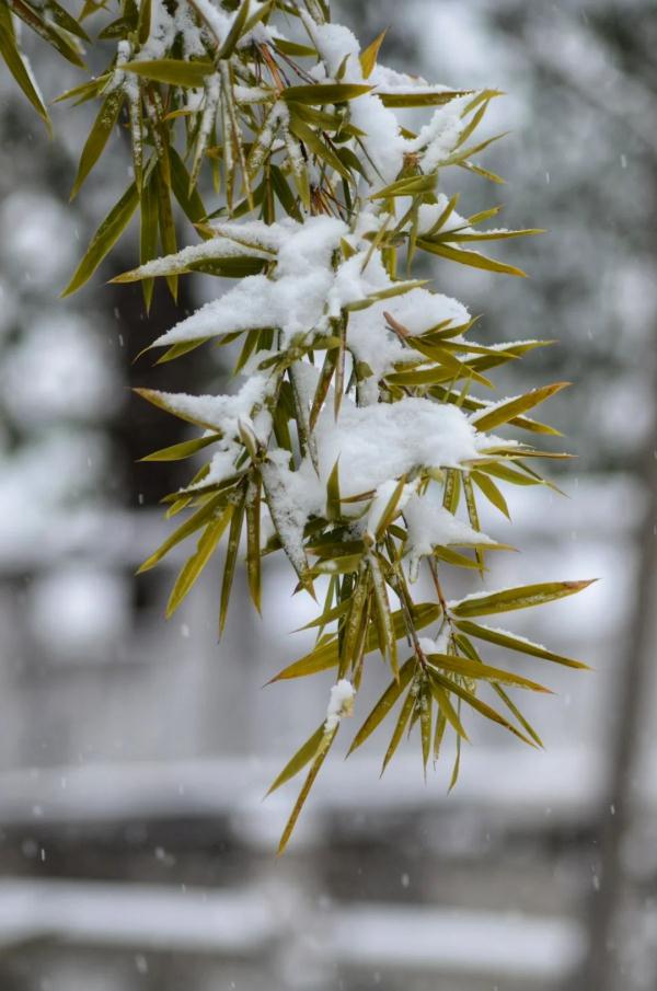 雪花飘飘的美图图片