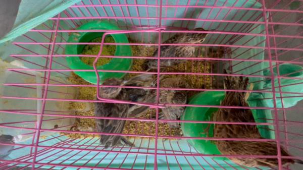 集装箱里怎么会有鸟叫?广州海关查获一批违规出口的濒危活体禽鸟 集装箱里怎么会有鸟叫?广州海关查获一批违规出口的濒危活体禽鸟