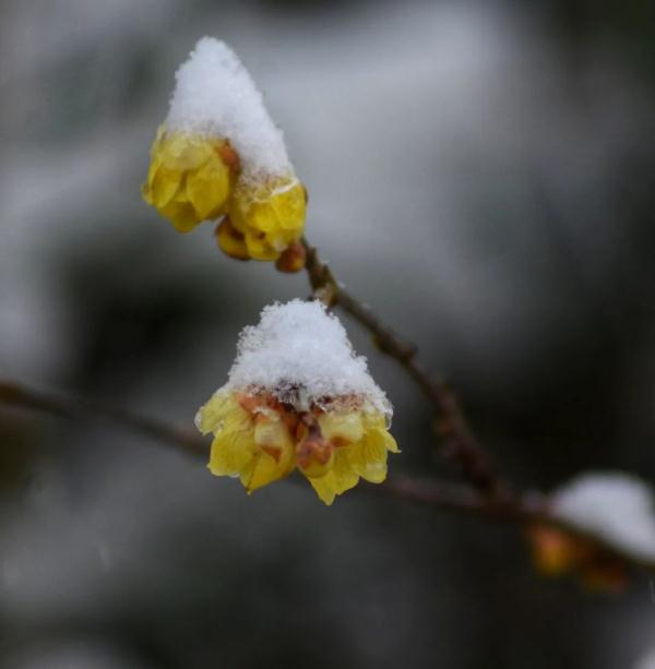 重庆雪景美图来袭！请查收～