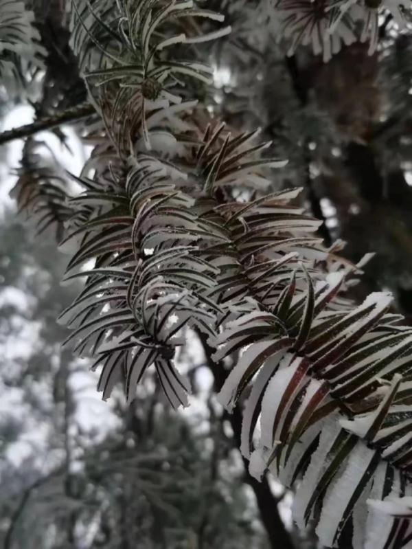 重庆雪景美图来袭！请查收～
