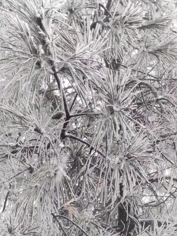 重庆雪景美图来袭！请查收～