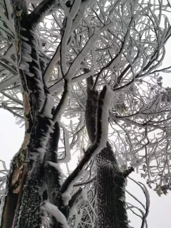 重庆雪景美图来袭！请查收～