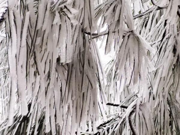 重庆雪景美图来袭！请查收～